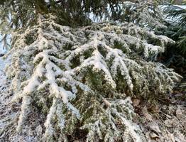 Защитить молодые ели от вырубки отправятся специальные патрули в Коми