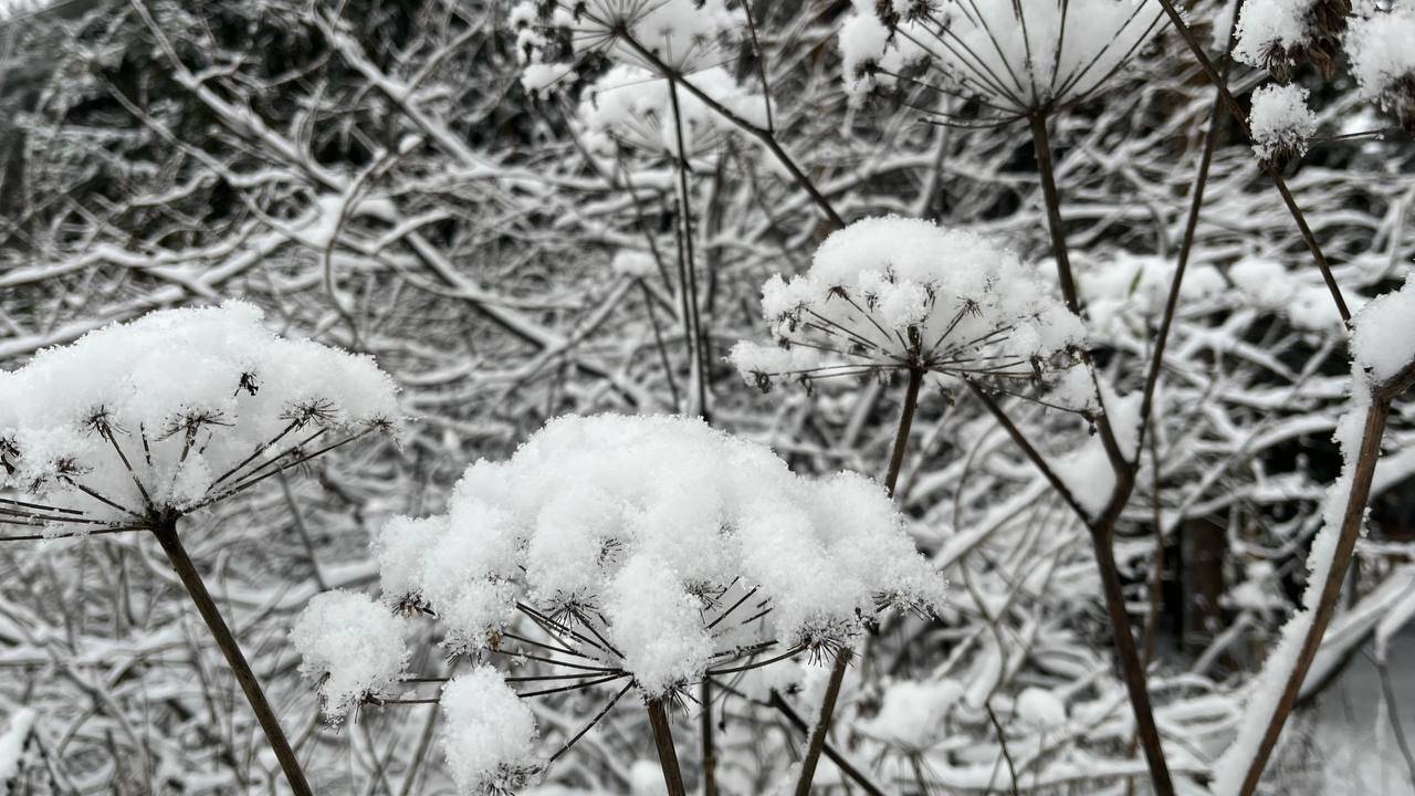 Главная картинка новости: 21 декабря в Коми ожидается снегопад, в центре и на юге сильный