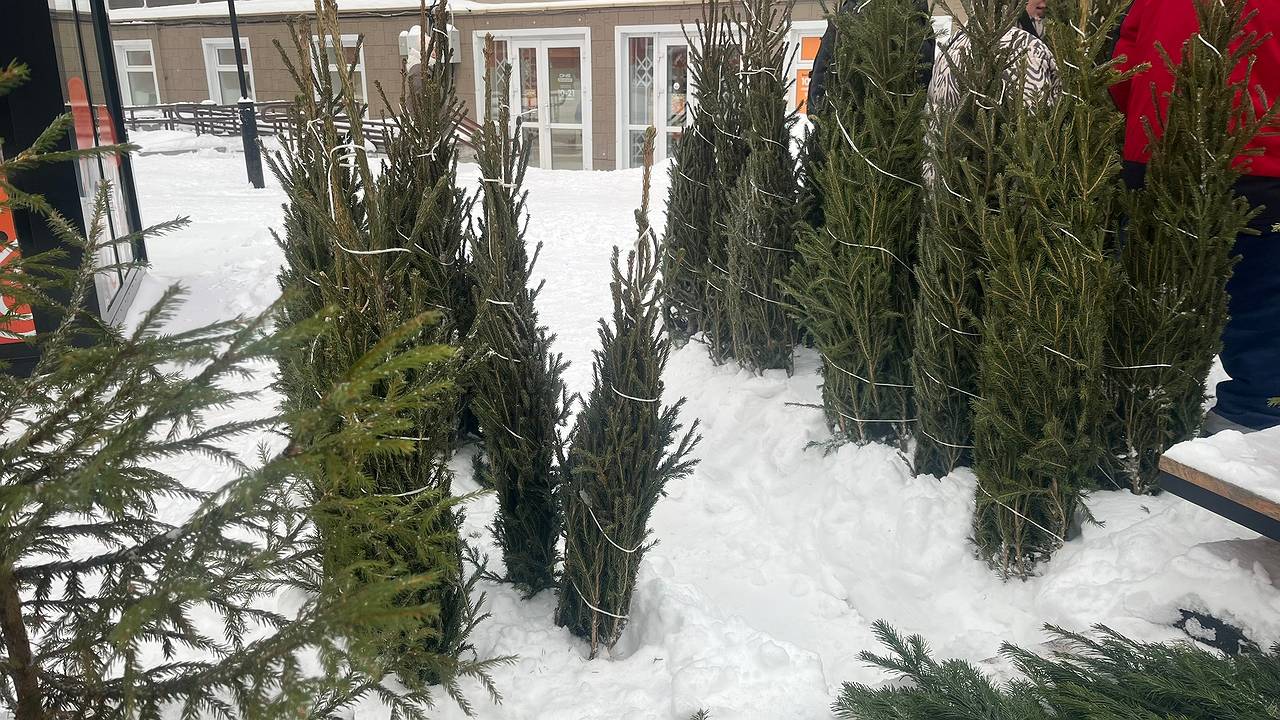 Главная картинка новости: Учёный из Коми разоблачил миф о попадании иксодовых клещей в дом с новогодней ёлкой