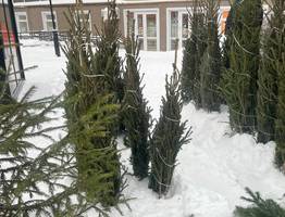 Учёный из Коми разоблачил миф о попадании иксодовых клещей в дом с новогодней ёлкой