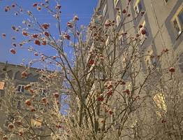 26 декабря в Коми сохранятся умеренные морозы, но уже с осадками