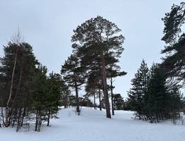 27 декабря Коми ждет погожий день: легкий мороз и снег