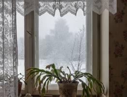 Один пшик — и декабрист усыпан бутонами: даже престарелый куст разрастется буйным цветом