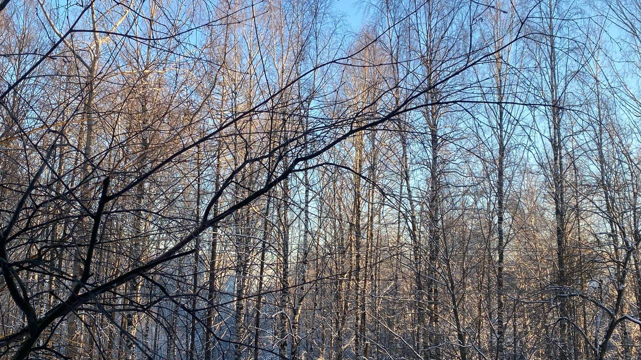 Главная картинка новости: 29 декабря устойчивые морозы охватят всю территорию Коми