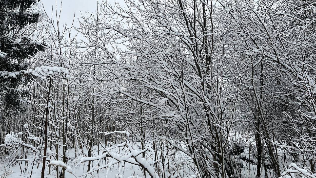 Главная картинка новости: Последнюю неделю января Коми проведет на фоне "погодных качелей"