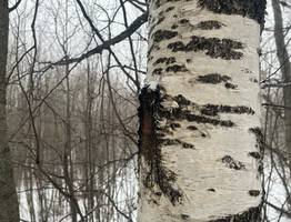 16 марта весна в Коми укрепляет свои позиции с температурой до +12 градусов