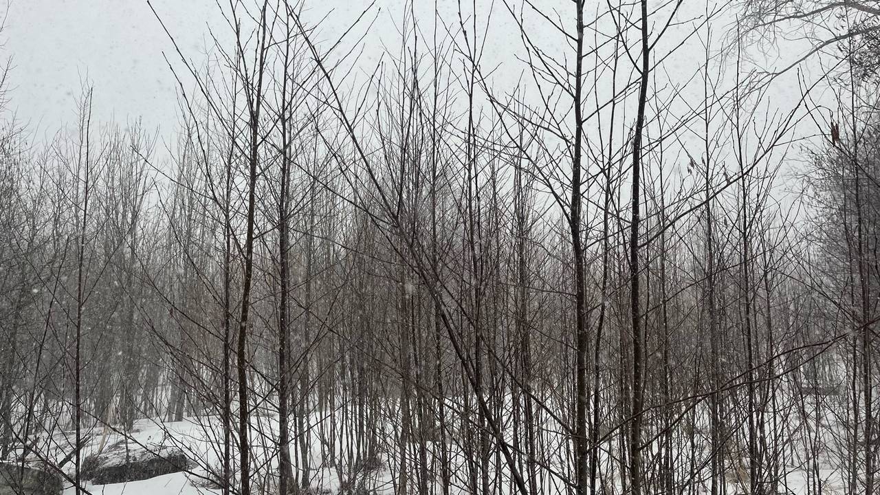 17 марта продемонстрирует в Коми капризы северной весны: от метели до +11 градусов