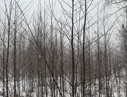 17 марта продемонстрирует в Коми капризы северной весны: от метели до +11 градусов