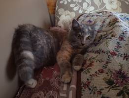 Почему кошки никогда не станут похожи на нас: 5 неожиданных отличий, о которых владельцы даже не догадываются — пятое объясняет всё их поведение