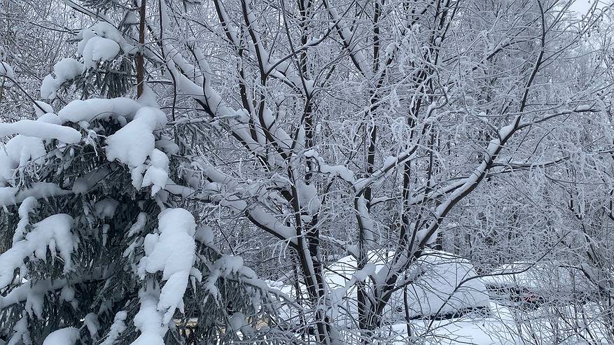 Главная картинка новости: 15 января в Коми на смену морозам приходят потепление и снег