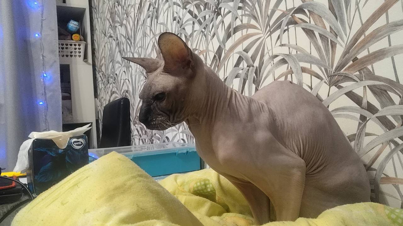 Главная картинка новости: Ваша кошка — вовсе не та, за кого себя выдает: 7 научных фактов, которые изменят всё — седьмое открытие заставляет серьезно задуматься