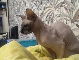 Ваша кошка — вовсе не та, за кого себя выдает: 7 научных фактов, которые изменят всё — седьмое открытие заставляет серьезно задуматься