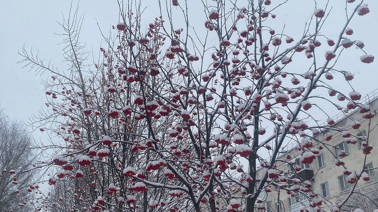 Главная картинка новости: 16 января в Коми установится погода с легкими морозами и снегом