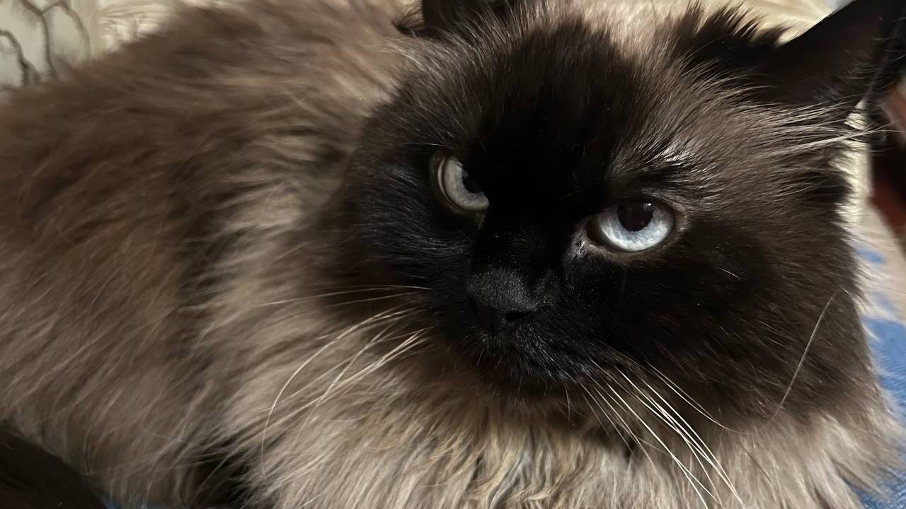 Главная картинка новости: Ты — мой мир»: как кошка на самом деле выбирает любимчика в семье. Причина вовсе не в еде — один ваш жест решает всё, проверьте сами