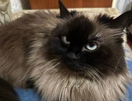 Ты — мой мир»: как кошка на самом деле выбирает любимчика в семье. Причина вовсе не в еде — один ваш жест решает всё, проверьте сами