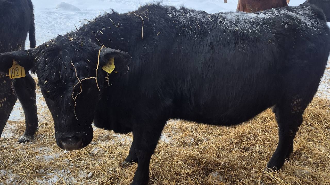 Главная картинка новости: В Коми успешно акклиматизировалось и растёт поголовье абердин-ангусов
