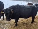 В Коми успешно акклиматизировалось и растёт поголовье абердин-ангусов