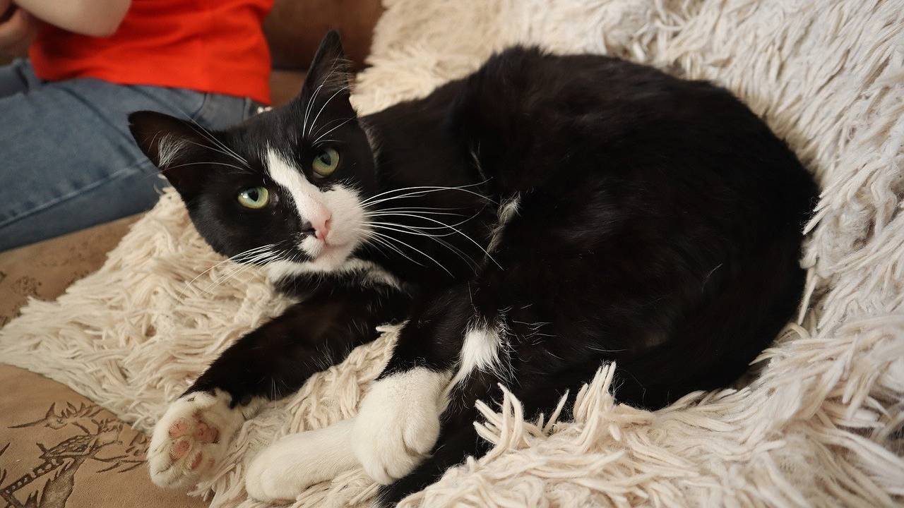 Главная картинка новости: О чем молчит ваш кот: 5 вопросов, которые питомец мечтает задать хозяину. Ученые расшифровали сигналы — теперь я понимаю его без слов