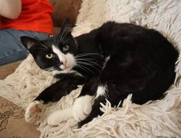 О чем молчит ваш кот: 5 вопросов, которые питомец мечтает задать хозяину. Ученые расшифровали сигналы — теперь я понимаю его без слов