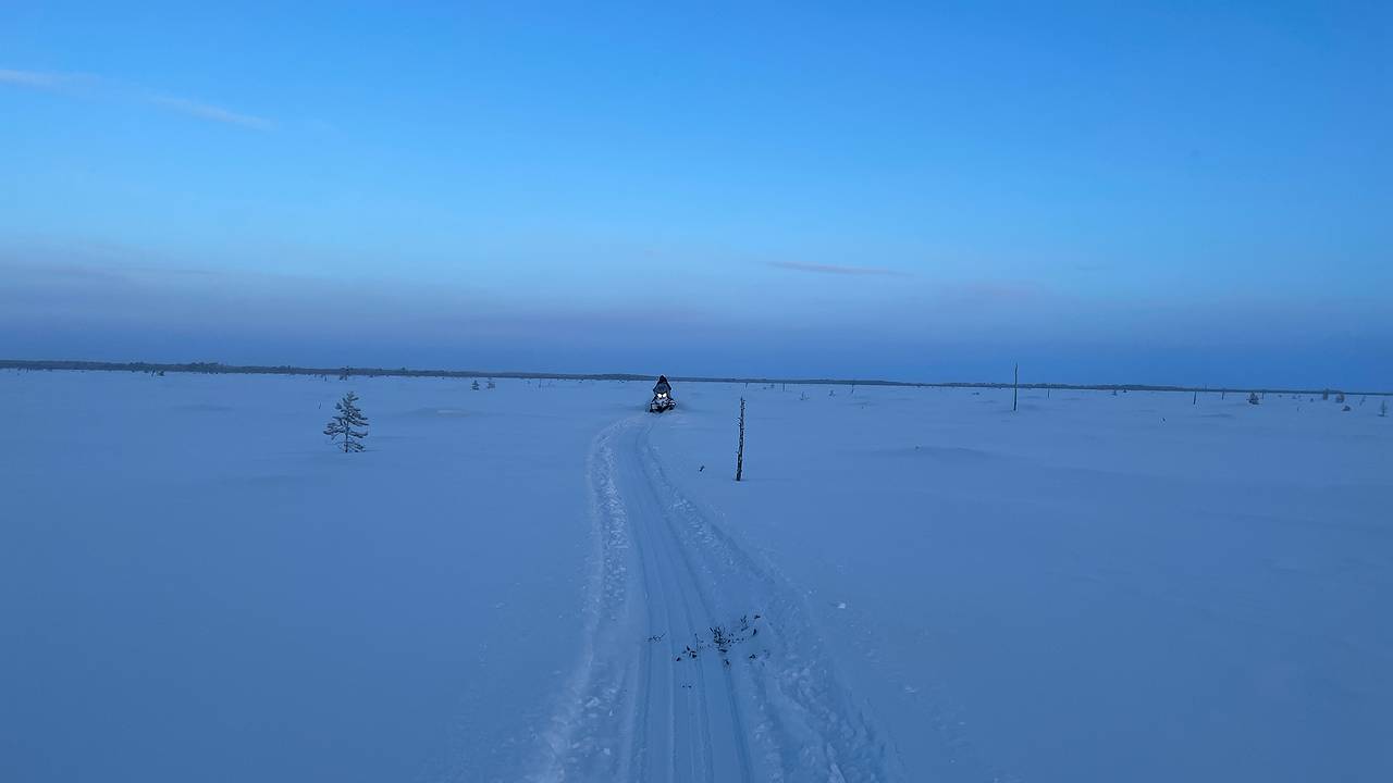 Главная картинка новости: За жизнью диких оленей в Коми следили во время новогодних экспедиций