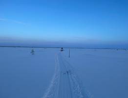 За жизнью диких оленей в Коми следили во время новогодних экспедиций