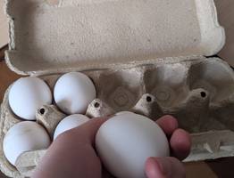 Почему работники птицефабрик обходят стороной яйца С0: правила правильной покупки