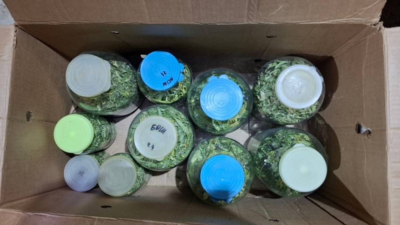 Главная картинка новости: В Коми полиция изъяла более килограмма растения-наркотика в личном гараже