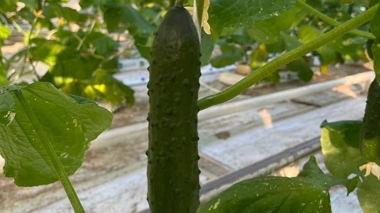 Главная картинка новости: Сажают один раз — плодоносят до самых холодов: огурцы с мощным иммунитетом и рекордной отдачей