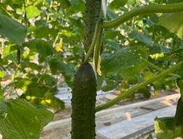 Сажают один раз — плодоносят до самых холодов: огурцы с мощным иммунитетом и рекордной отдачей