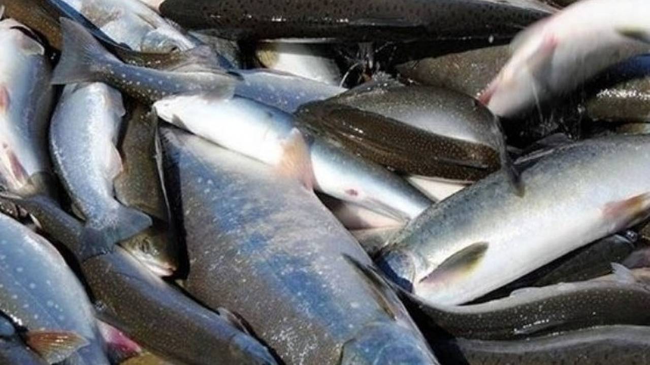 Главная картинка новости: В Коми рыбоводческие хозяйства получат по 282 рубля за каждый килограмм форели или сига