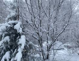 24 января потепление принесет в Коми пасмурную погоду и небольшой снег