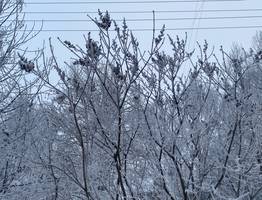 26 января Коми встретит новую неделю с ветром и снегом, а на северо-востоке метелями