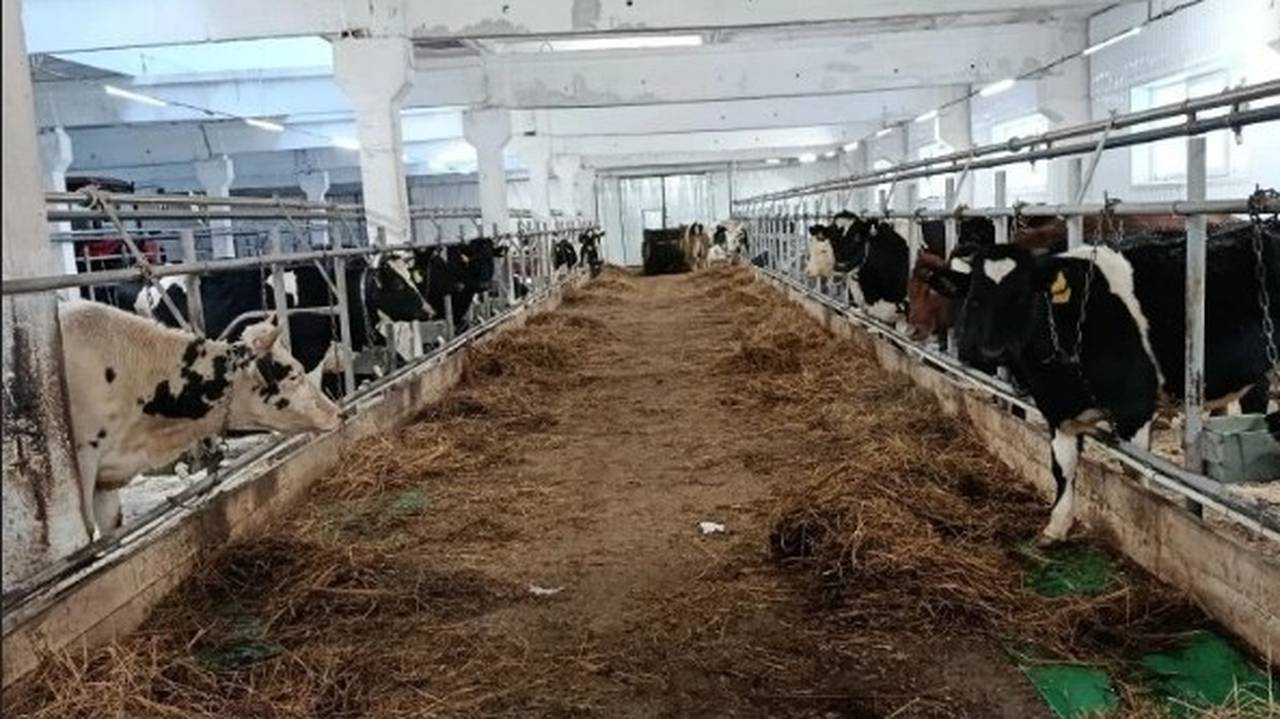 Главная картинка новости: В Коми заброшенную ферму восстановили на государственные гранты