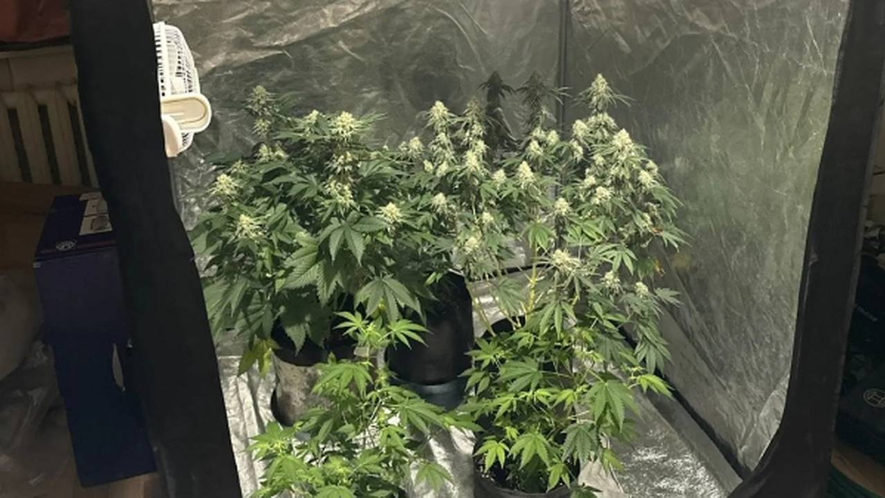 Главная картинка новости: В Коми полиция уничтожила домашнюю ферму наркотических растений и грибов