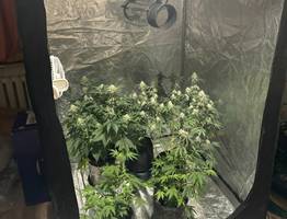 В Коми полиция уничтожила домашнюю ферму наркотических растений и грибов