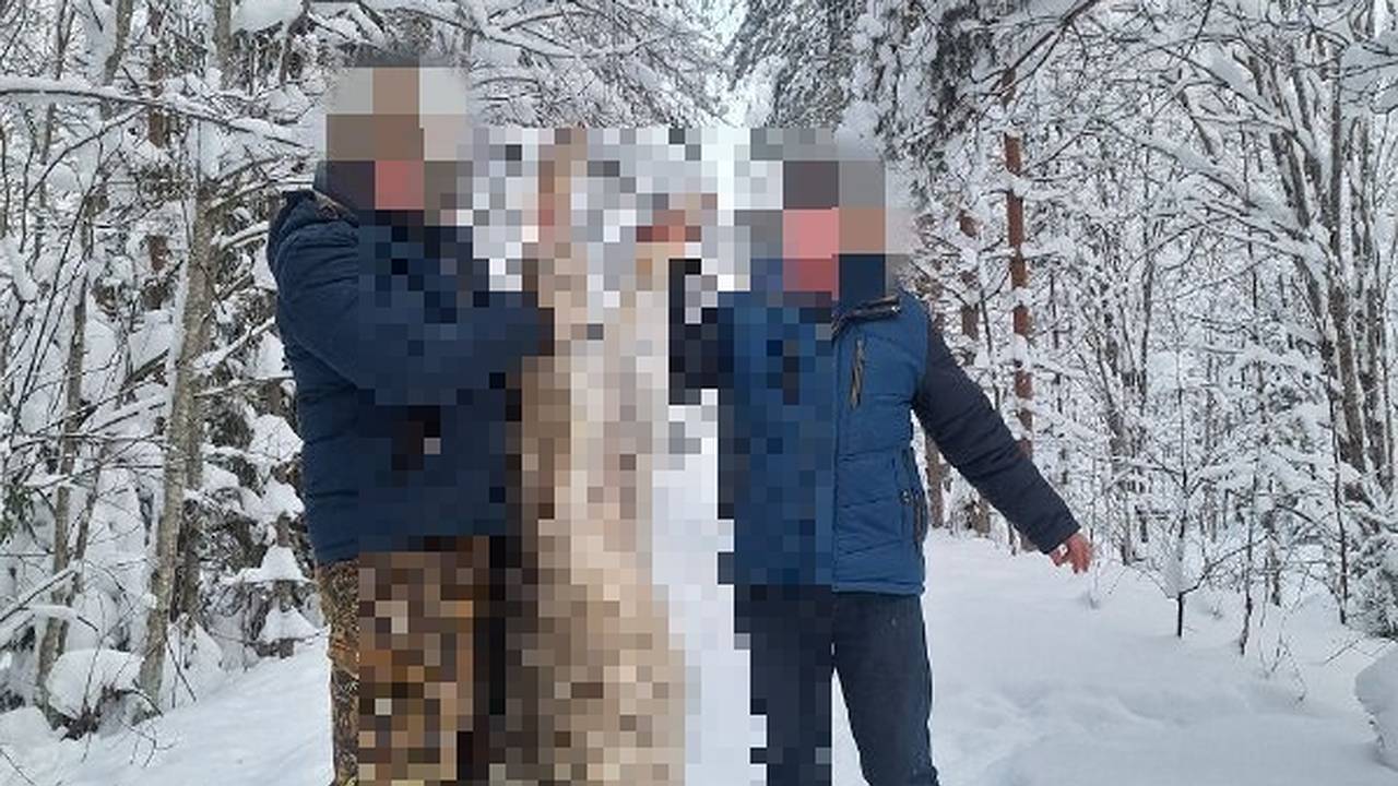 Главная картинка новости: В Коми в рамках плановых отстрелов охотники устранили четырех волков