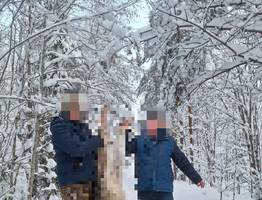 В Коми в рамках плановых отстрелов охотники устранили четырех волков