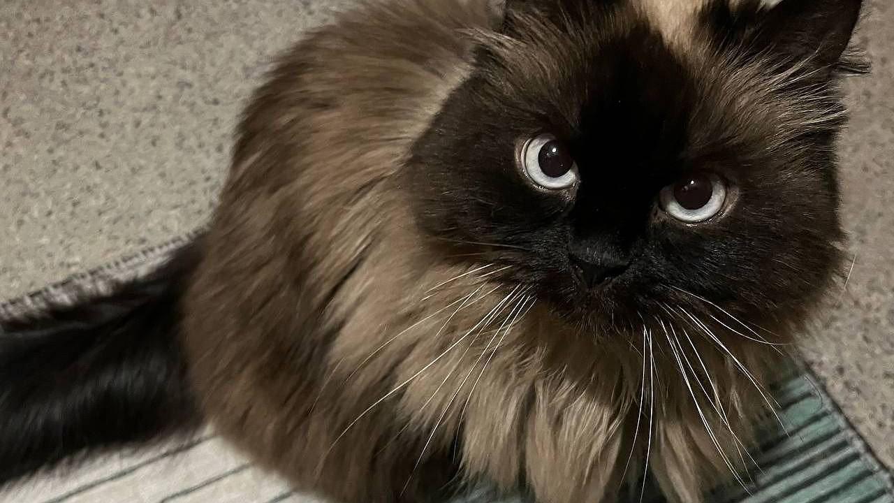 Главная картинка новости: Как кошка показывает, что считает вас своей "мамой" или "папой": обратите внимание на эти признаки