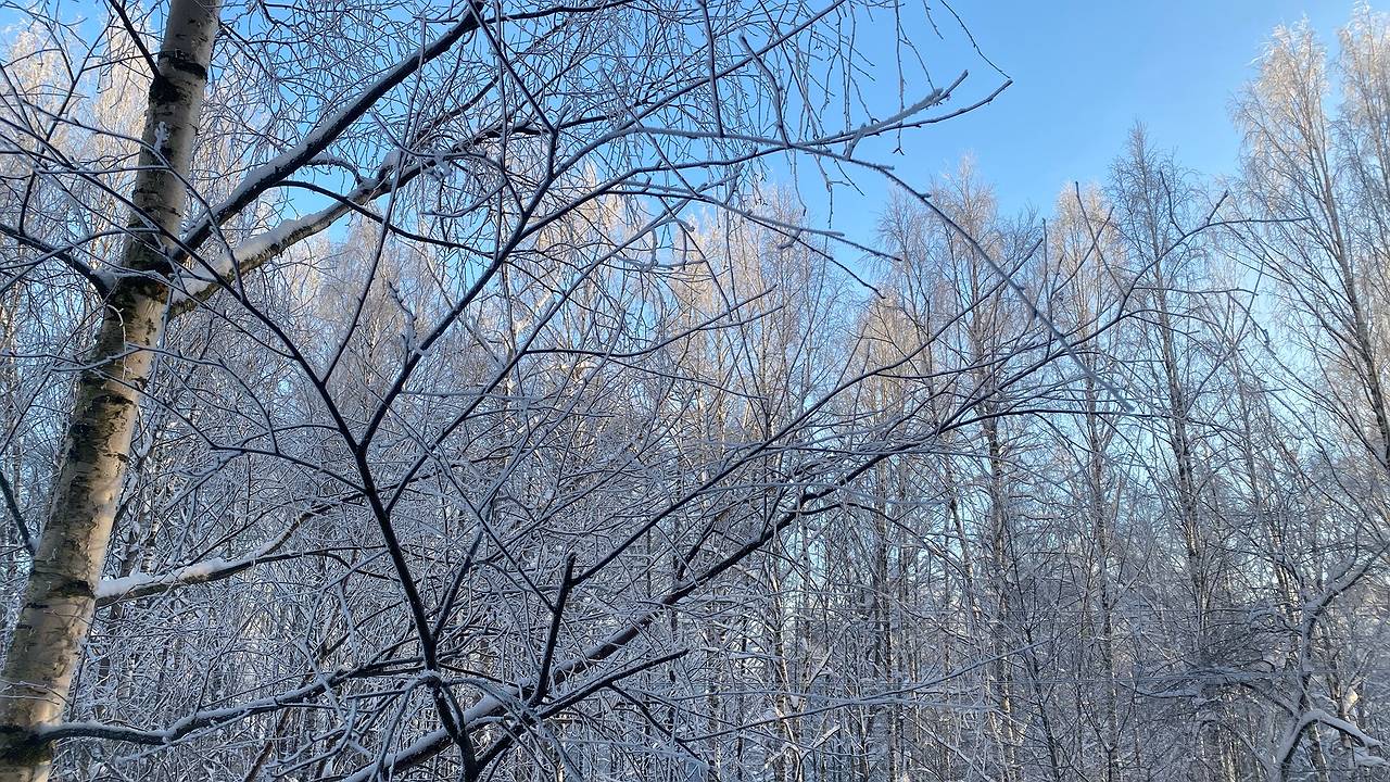 Главная картинка новости: 30 января арктическое похолодание охватит всю Коми