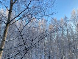 30 января арктическое похолодание охватит всю Коми