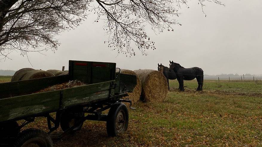 Главная картинка новости: Более 1000 реальных лошадей встретят свой символический год в Коми