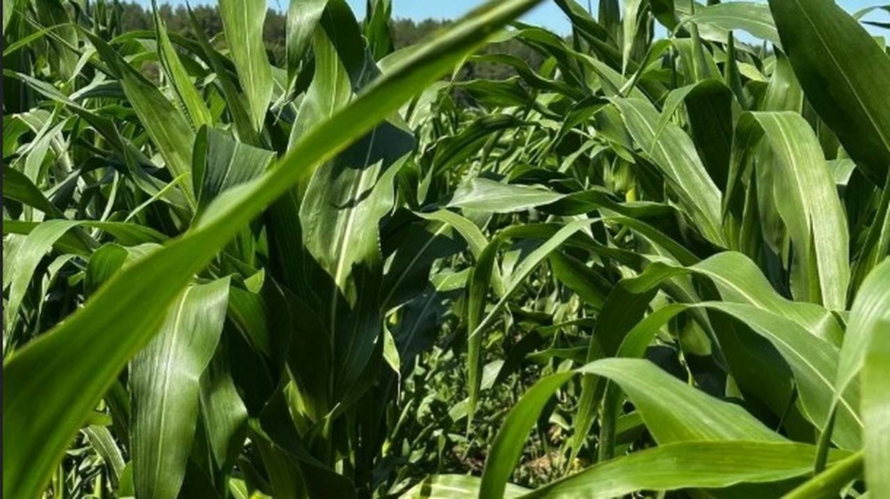Главная картинка новости: Кукуруза в Коми выросла выше человеческого роста