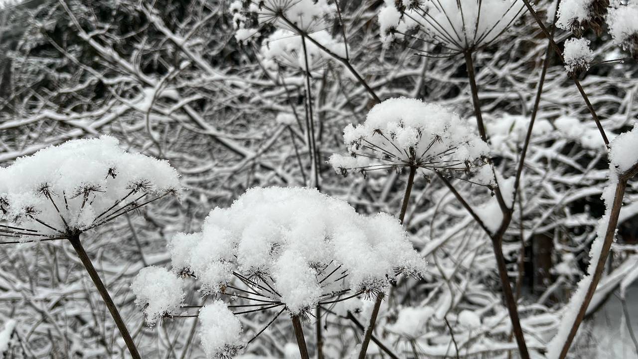 Главная картинка новости: 4 января Коми ждет морозная и снежная погода