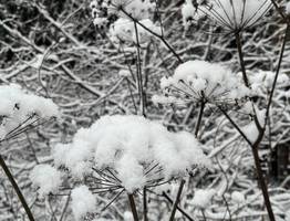 4 января Коми ждет морозная и снежная погода