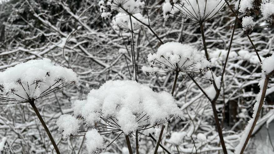 Главная картинка новости: 4 января Коми ждет морозная и снежная погода
