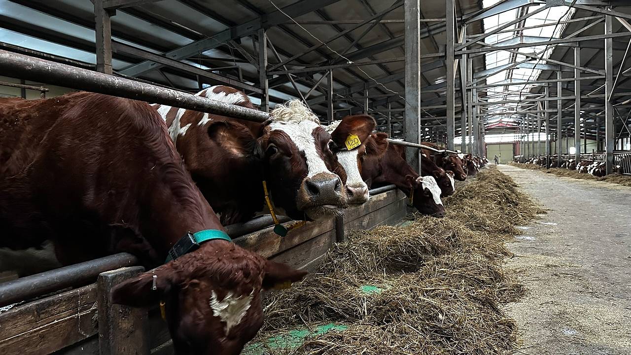 Главная картинка новости: Генетика и справедливые цены: Коми инвестирует в животноводство 940 миллионов