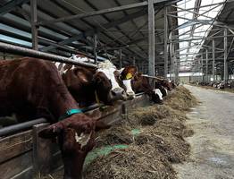 Генетика и справедливые цены: Коми инвестирует в животноводство 940 миллионов