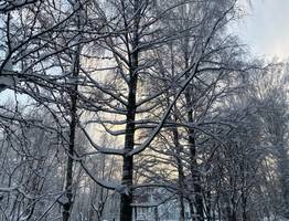 8 января север Коми останется с морозами, а юг столкнется с осадками