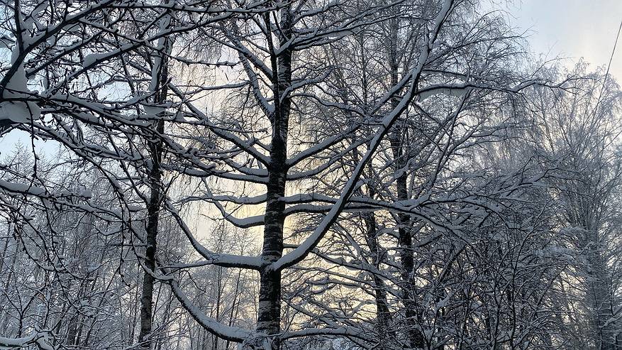 Главная картинка новости: 8 января север Коми останется с морозами, а юг столкнется с осадками