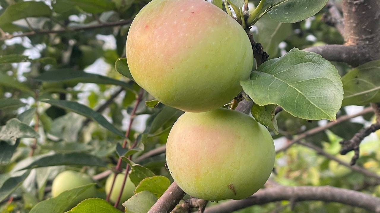 Главная картинка новости: Ошибки в употреблении яблок, которые лишают вас витаминов: советы опытного гастроэнтеролога